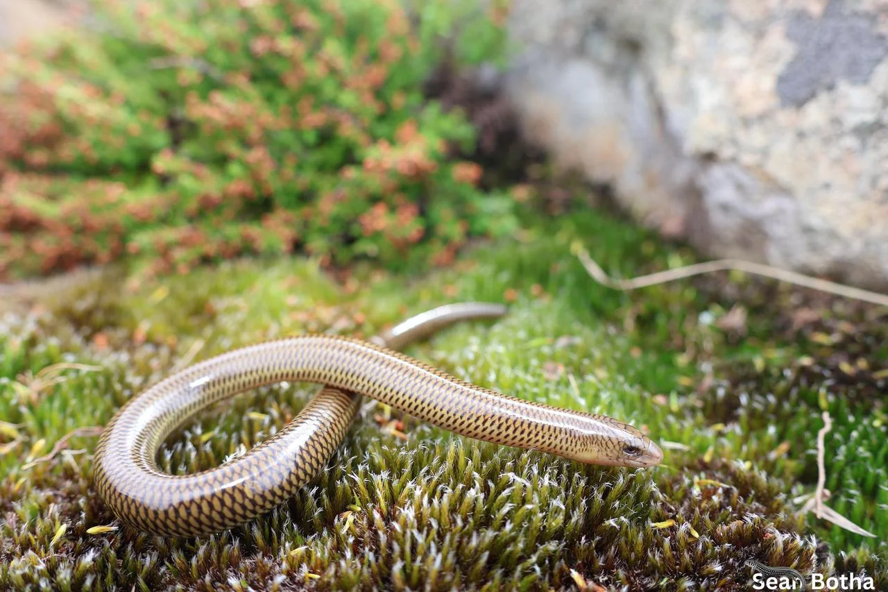 Acontias albigularis. From Long Tom Pass, Mpumalanga. Sean Botha.