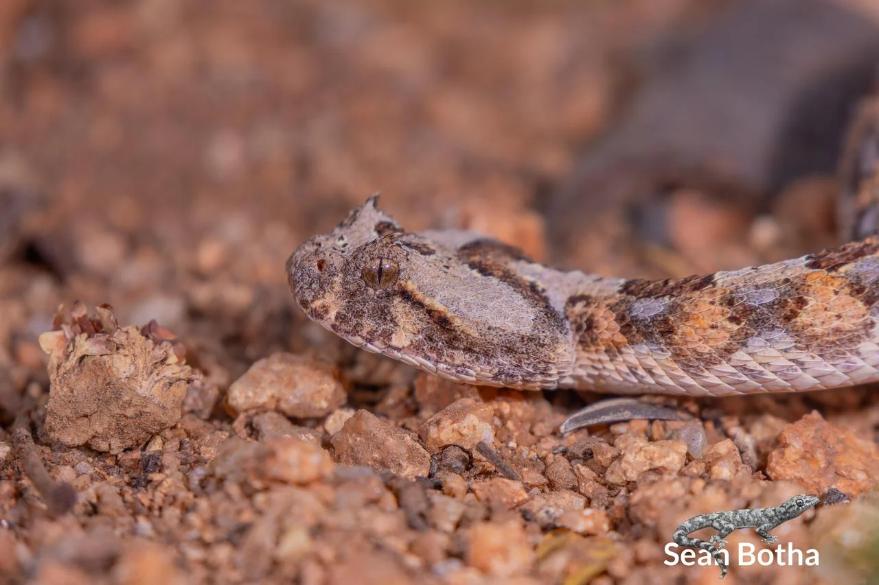 Bitis caudalis. From near Musina, Limpopo. Sean Botha.