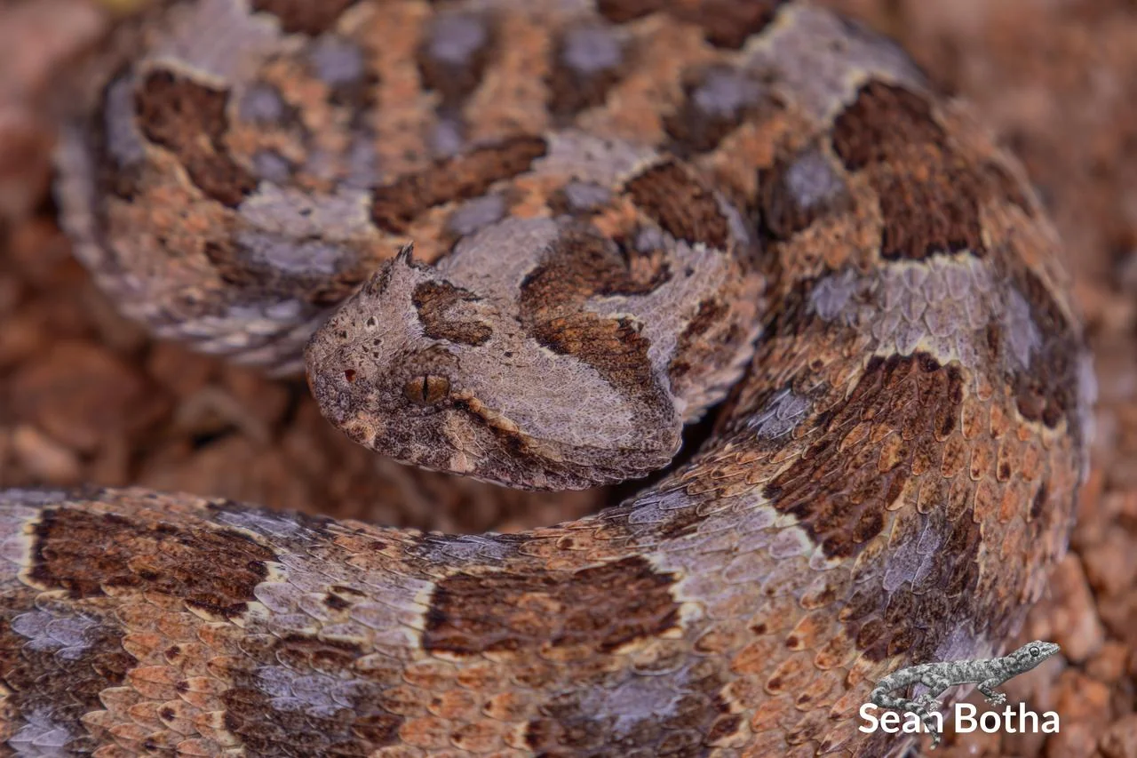 Bitis caudalis. From near Musina, Limpopo. Sean Botha.