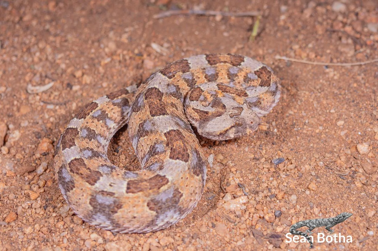 Bitis caudalis. From near Musina, Limpopo. Sean Botha.