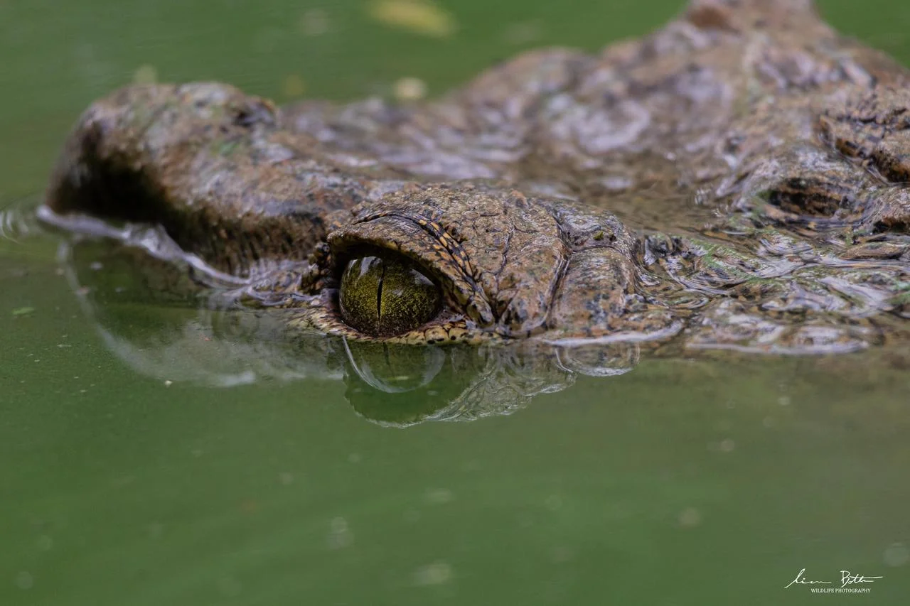 Nile Crocodile - Crocodylus niloticus