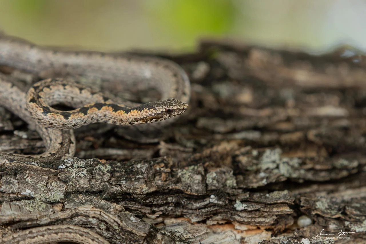 Eastern Bark Snake – Hemirhagerrhis nototaenia. From near Musina. Liam Botha