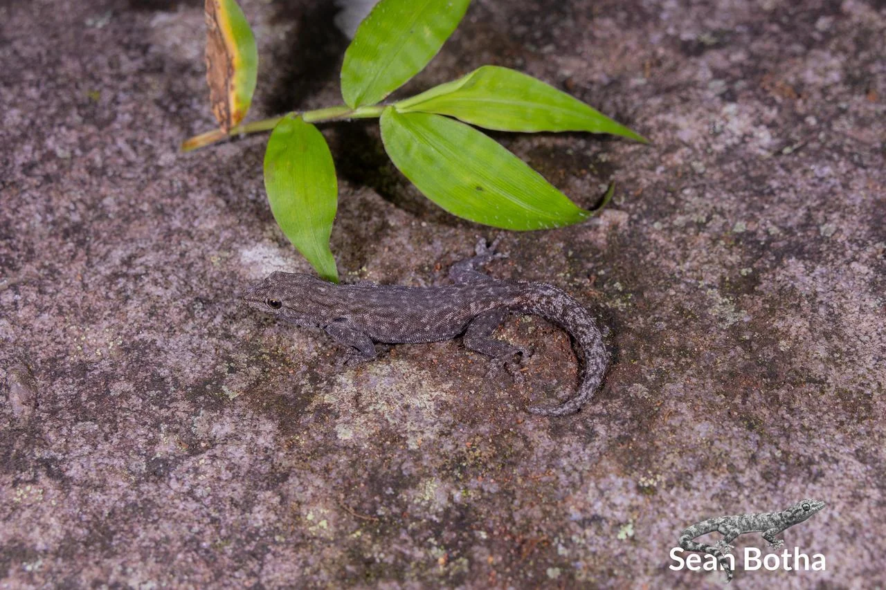 Lygodactylus incognitus. From Hanglip, Limpopo. Sean Botha.