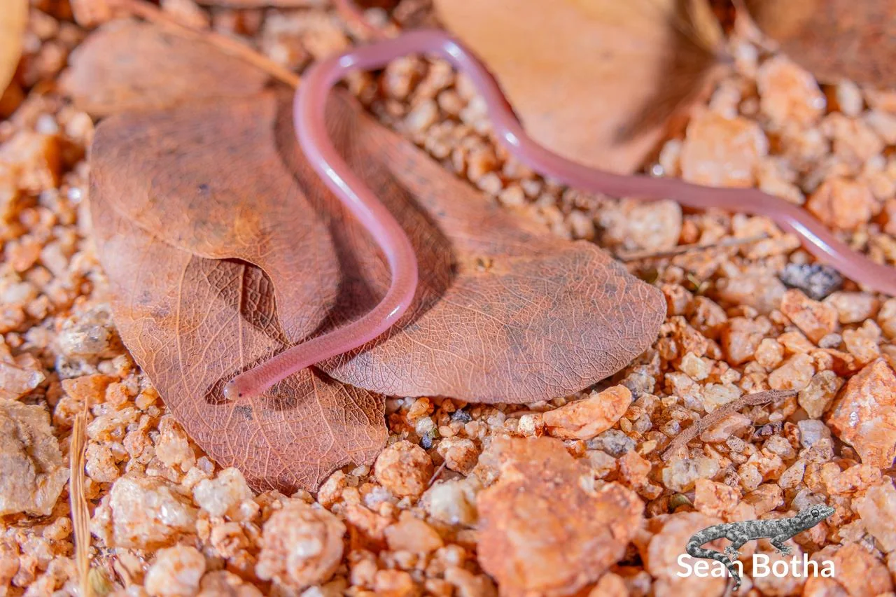 Myriopholis longicauda. From near Musina, Limpopo. Sean Botha.