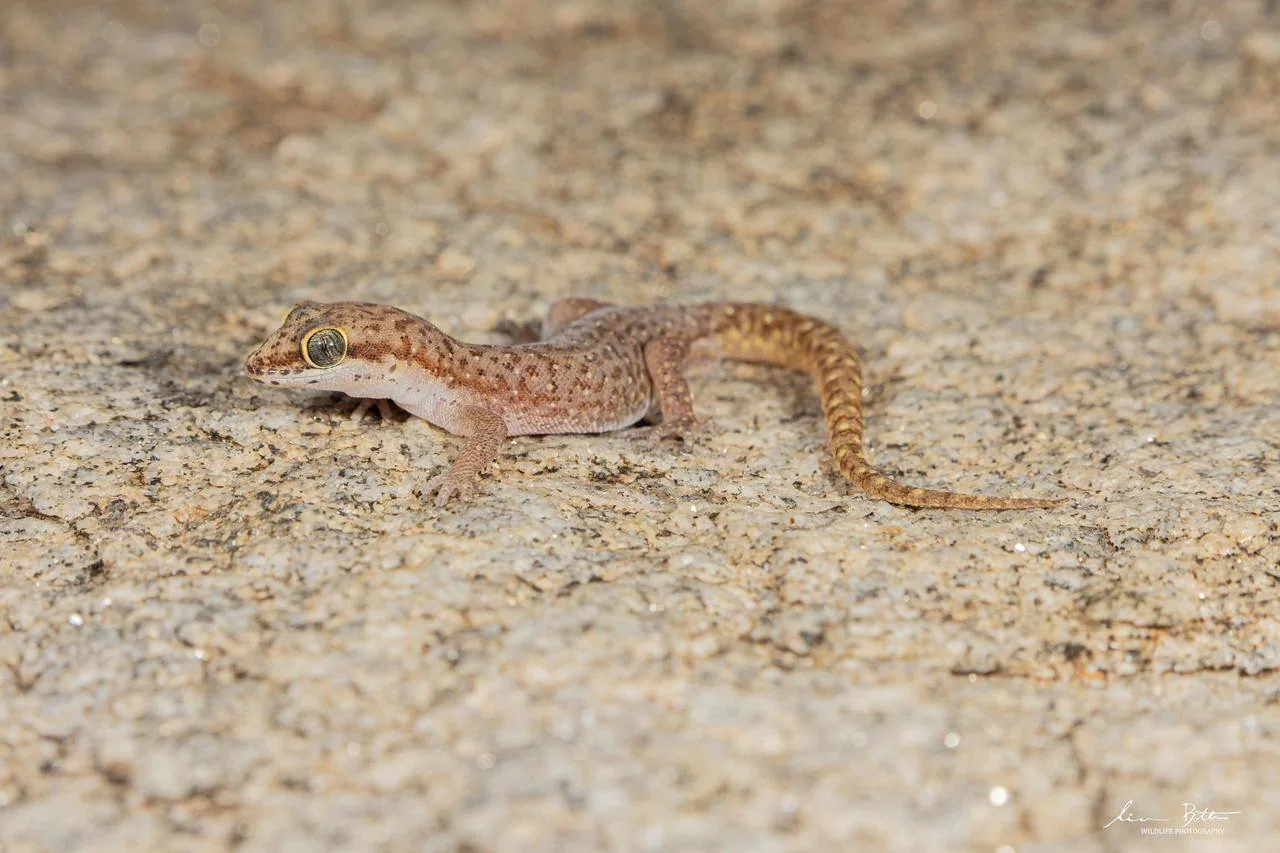 Pachydactylus punctatus. From near Musina, Limpopo. Liam Botha.