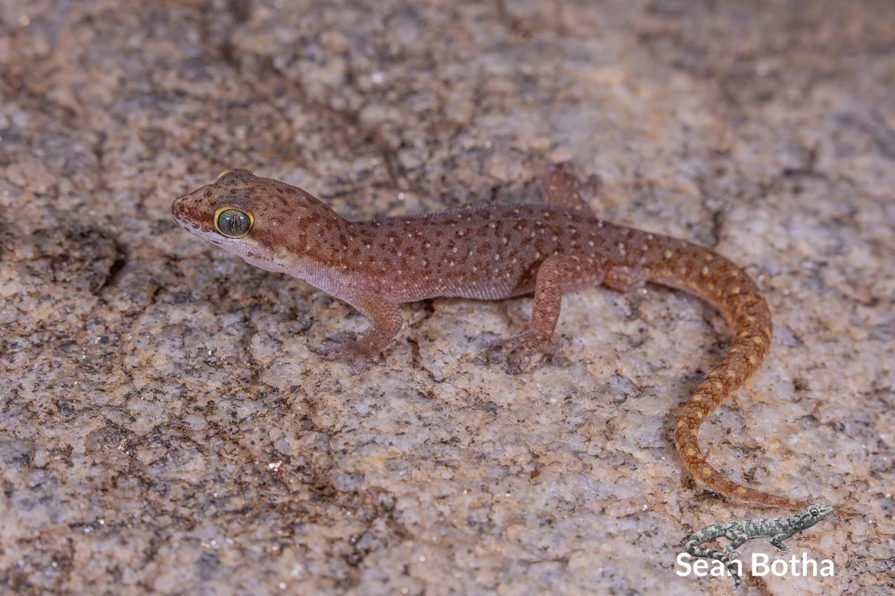 Pachydactylus punctatus. From near Musina, Limpopo. Sean Botha.