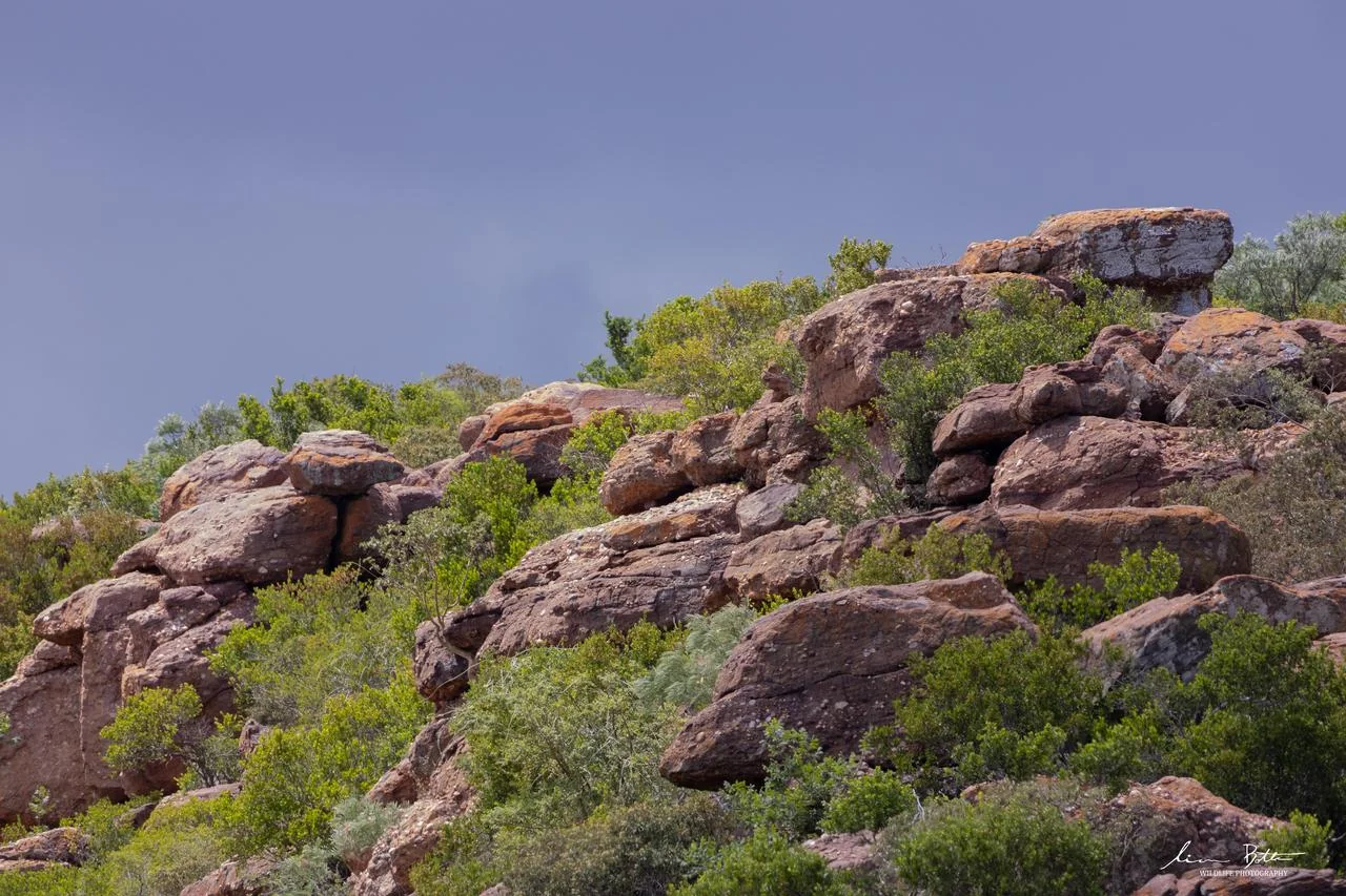 Platysaurus monotropis Habitat. From Tsolametse, Limpopo. Liam Botha.