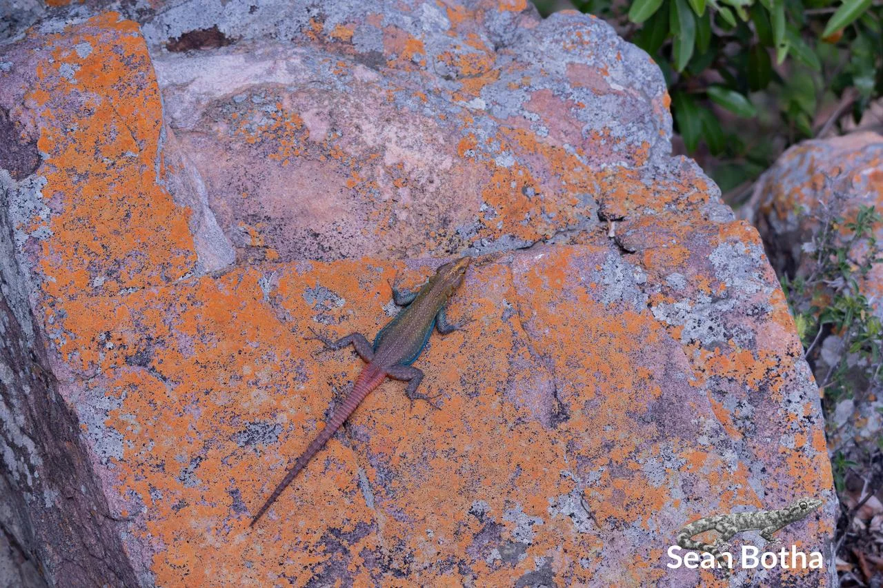 Platysaurus monotropis. From Tsolametse, Limpopo. Sean Botha.