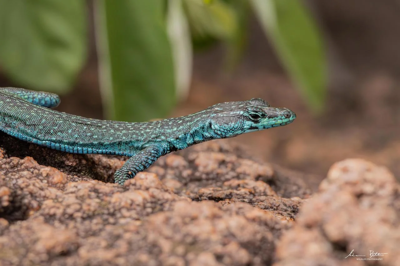 Platysaurus relictus. From Soutpansberg, Limpopo. Liam Botha.