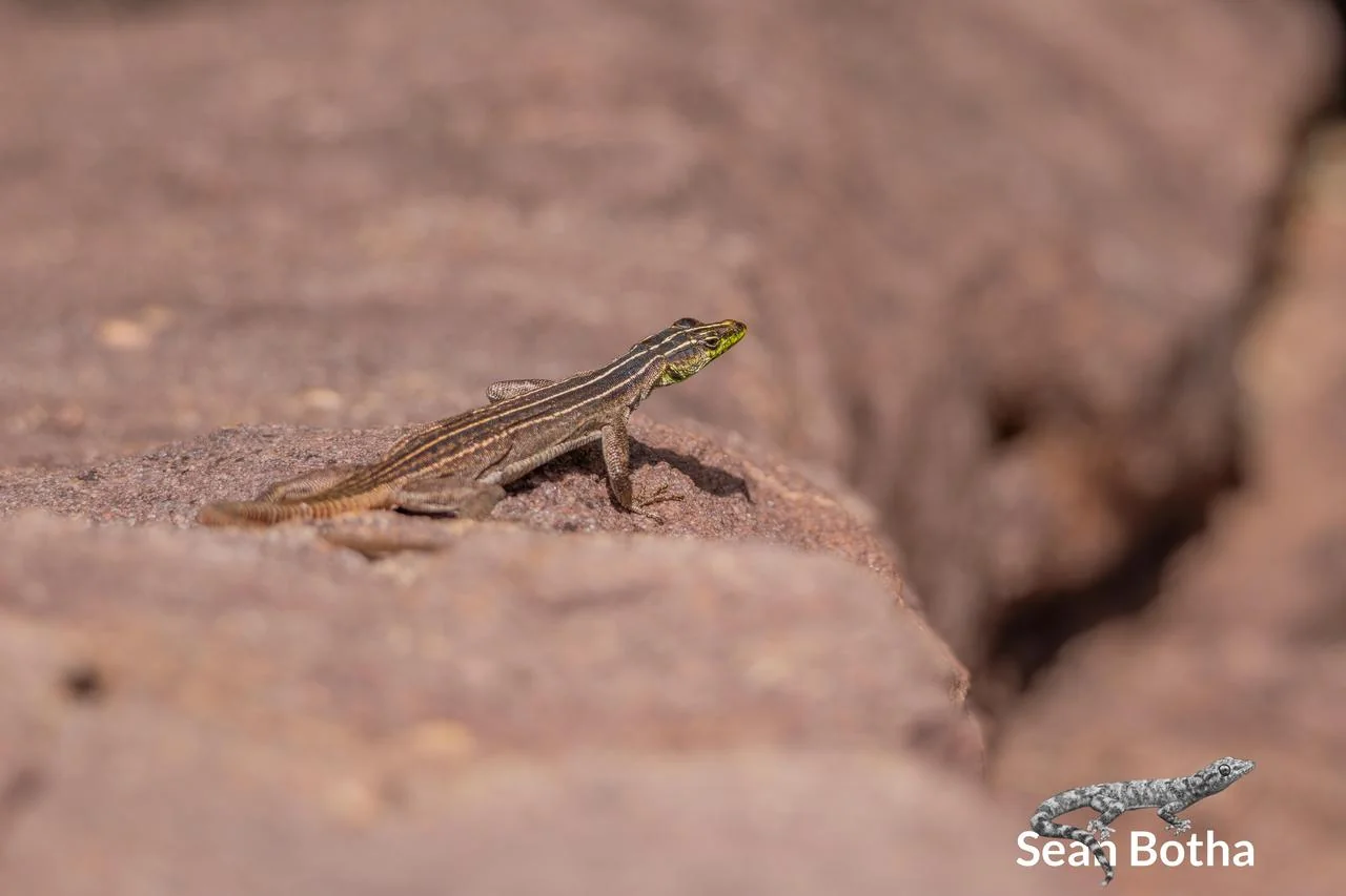 Platysaurus relictus. From Soutpansberg, Limpopo. Sean Botha.