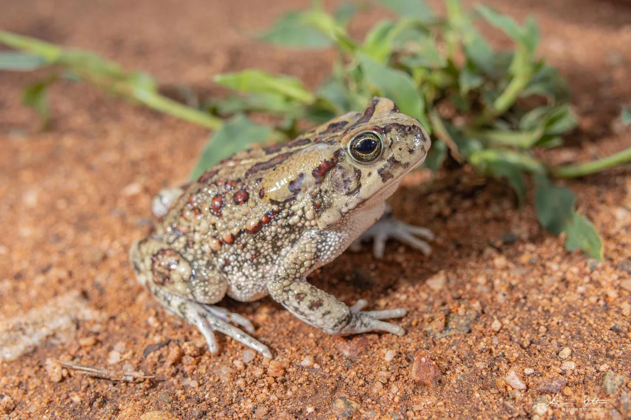 Sclerophrys garmani. From Vivo, Limpopo. Liam Botha.