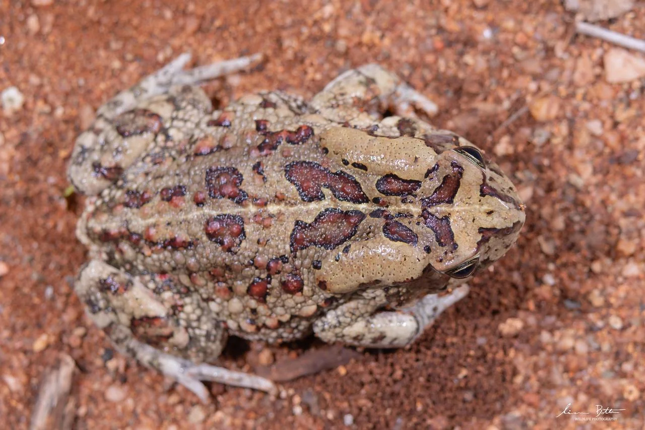 Sclerophrys garmani. From Vivo, Limpopo. Liam Botha.