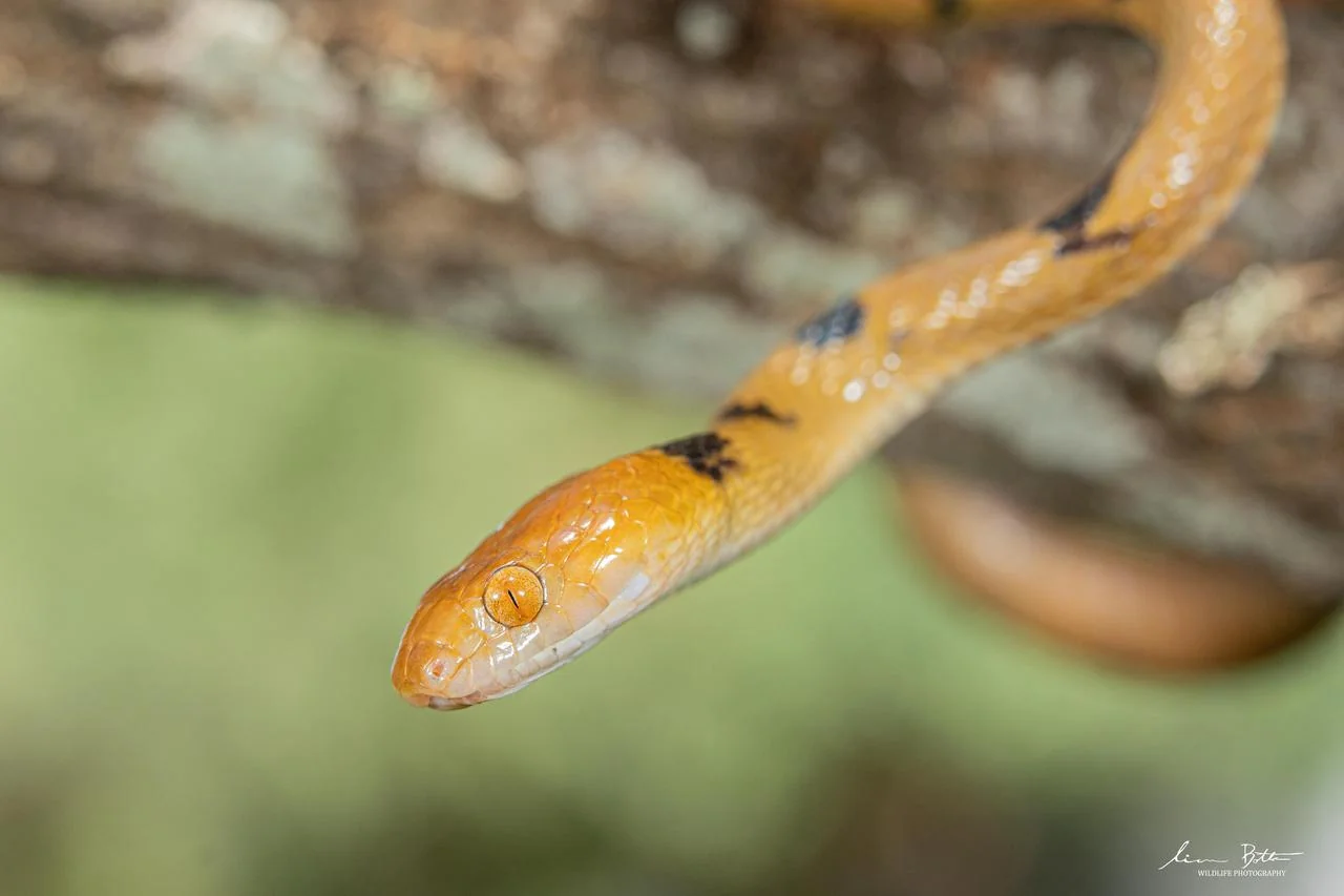 Telescopus semiannulatus semiannulatus. From Vivo, Limpopo. Liam Botha.