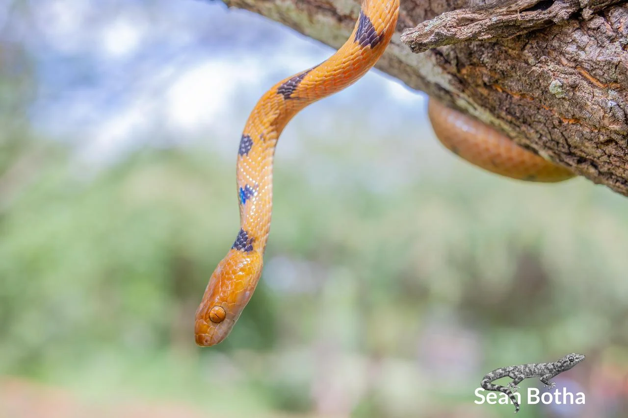Telescopus semiannulatus semiannulatus. From Vivo, Limpopo. Sean Botha.