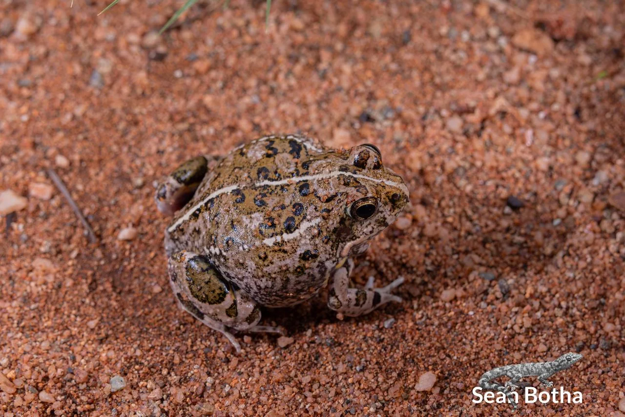 Tomopterna adiastola. From Vivo, Limpopo. Sean Botha.