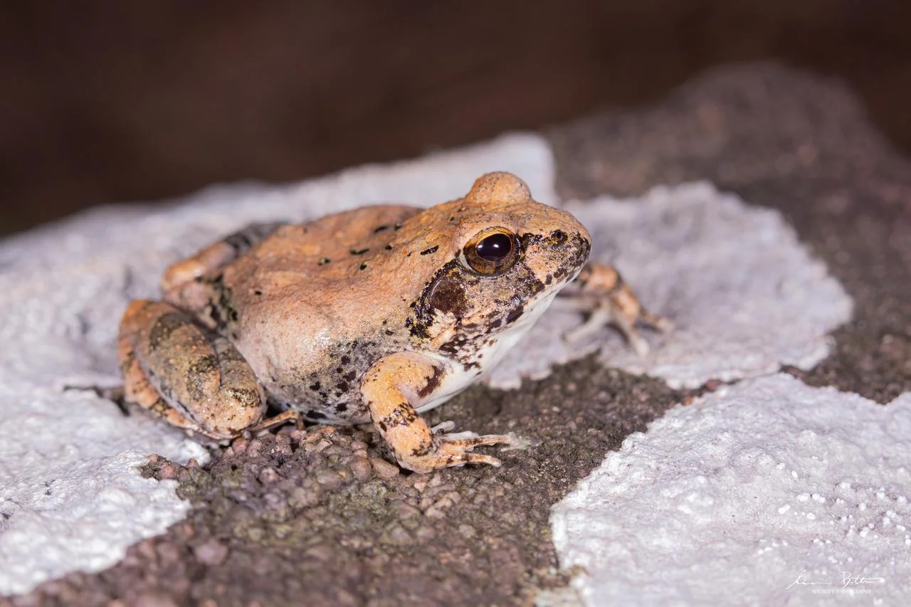 Tomopterna natalensis. From Hanglip, Limpopo. Liam Botha.