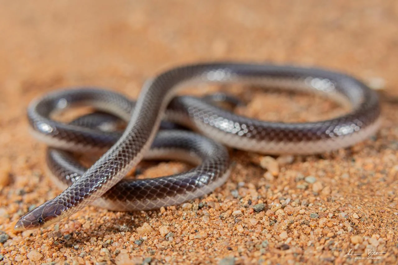 Xenocalamus bicolor lineatus. From near Waterpoort, Limpopo. Liam Botha.