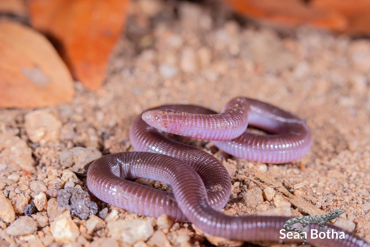 Zygaspis quadrifrons. From near Musina, Limpopo. Sean Botha.