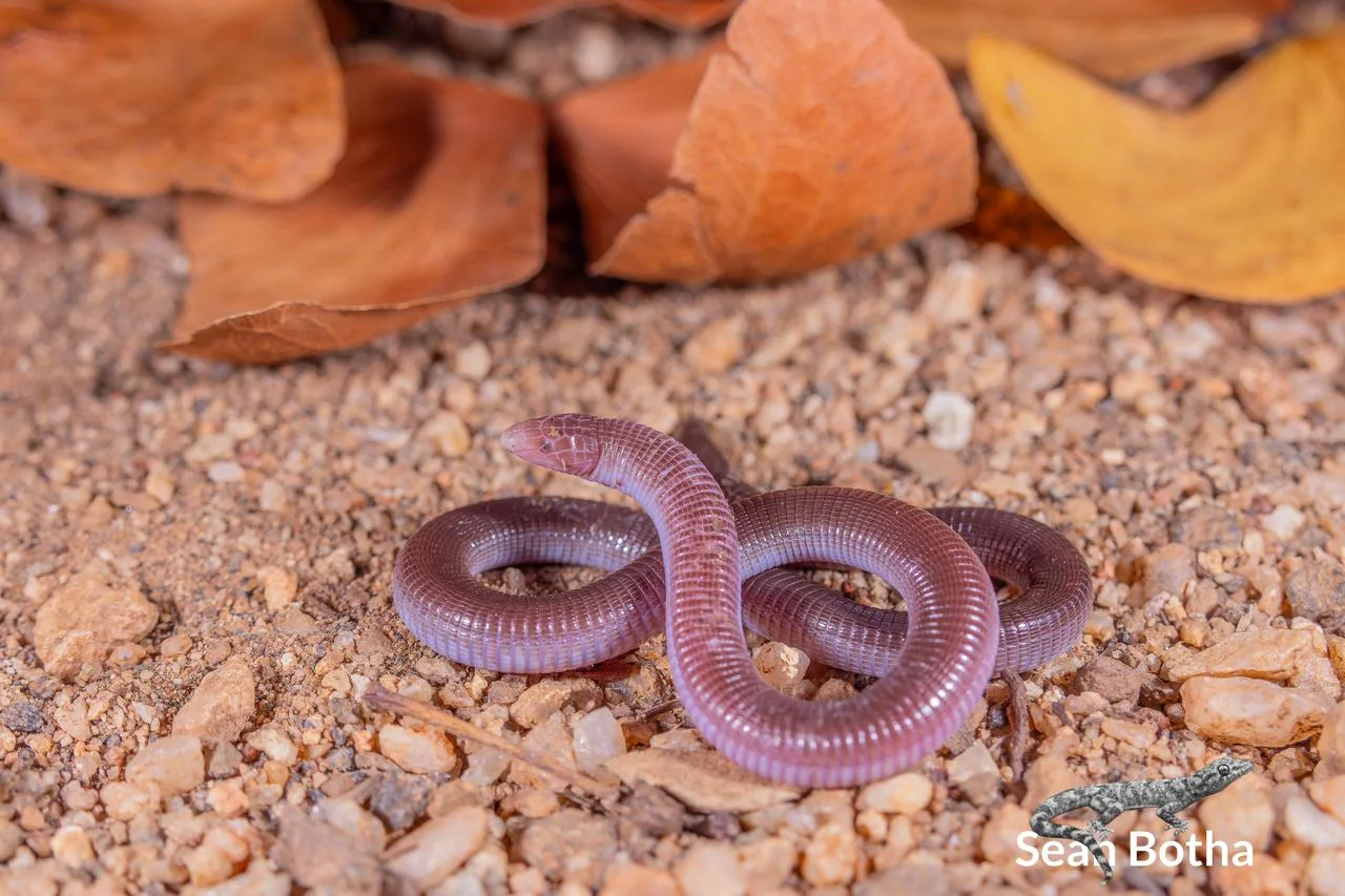 Zygaspis quadrifrons. From near Musina, Limpopo. Sean Botha.