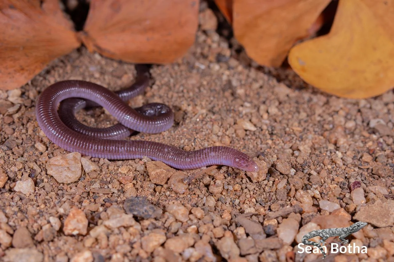Zygaspis quadrifrons. From near Musina, Limpopo. Sean Botha.