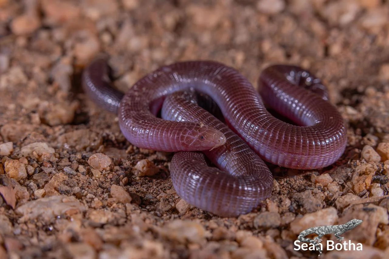 Zygaspis quadrifrons. From near Musina, Limpopo. Sean Botha.