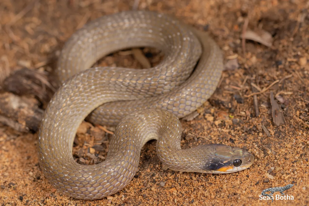 Crotaphopeltis hotamboeia. From Faerie Glen Nature Reserve, Gauteng. Sean Botha.