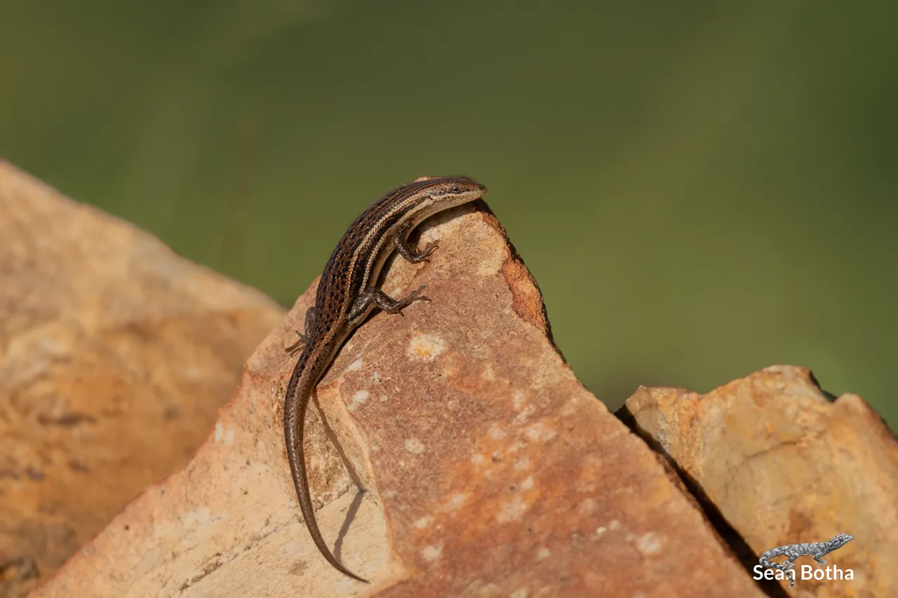 Trachylepis laevigata. From Faerie Glen Nature Reserve, Gauteng. Sean Botha.