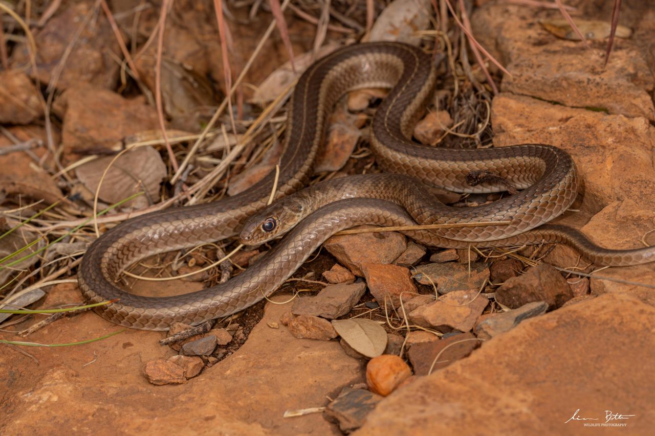 Psammophis brevirostris. From near Centurion, Gauteng. Liam Botha.