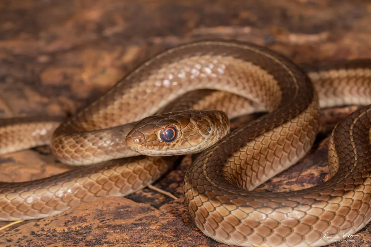 Psammophis brevirostris. From near Centurion, Gauteng. Liam Botha.