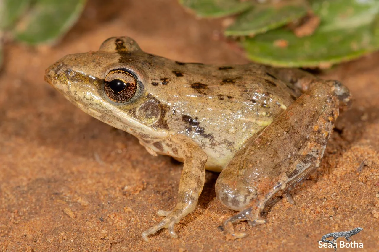 Ptychadena anchietae. From Dinokeng North, Gauteng. Sean Botha.