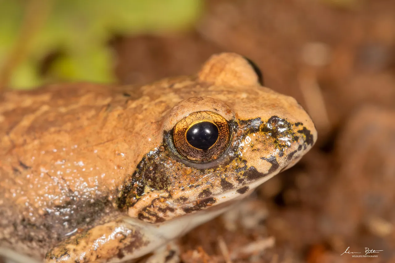 Tomopterna natalensis. From near Centurion, Gauteng. Liam Botha.