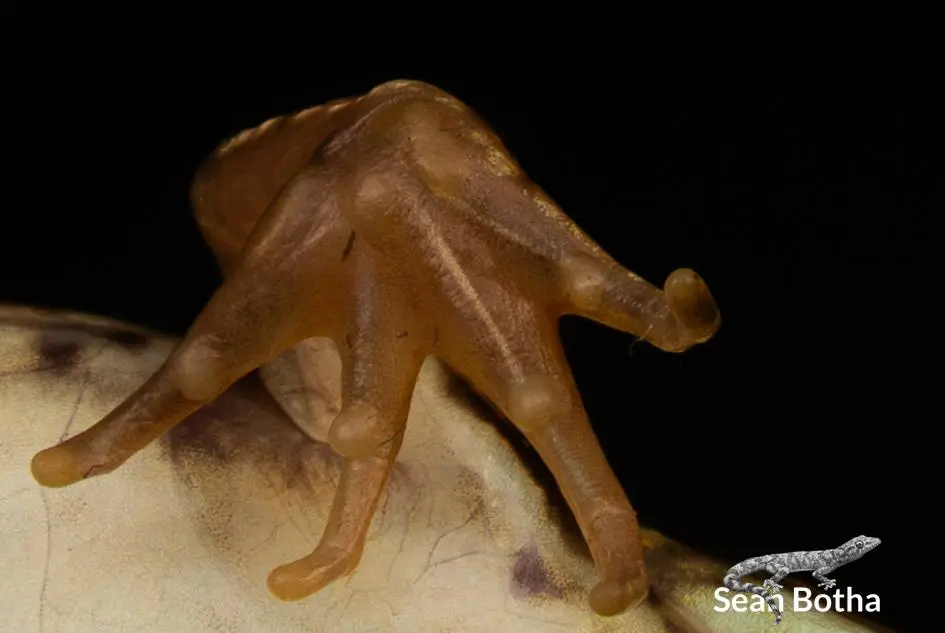Amietia delalandii. From Pretoria, Gauteng. Sean Botha.