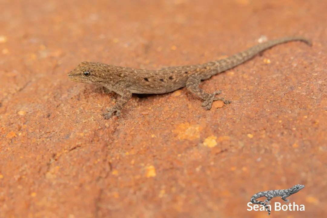 Lygodactylus nigropunctatus. From Ezemvelo Nature Reserve, Gauteng. Sean Botha.
