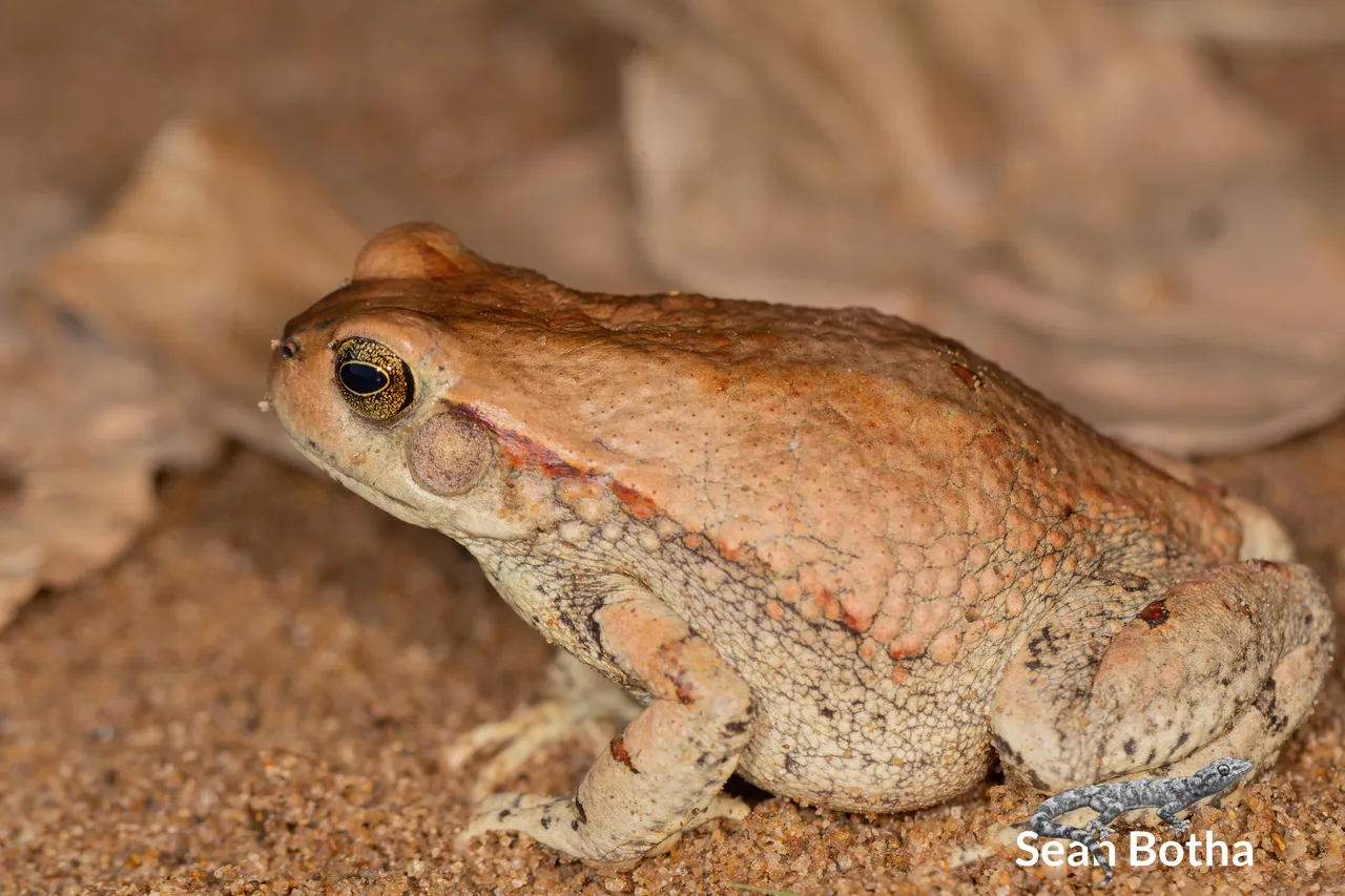 Schismaderma carens. From Forestiva Farm, Gauteng. Sean Botha.