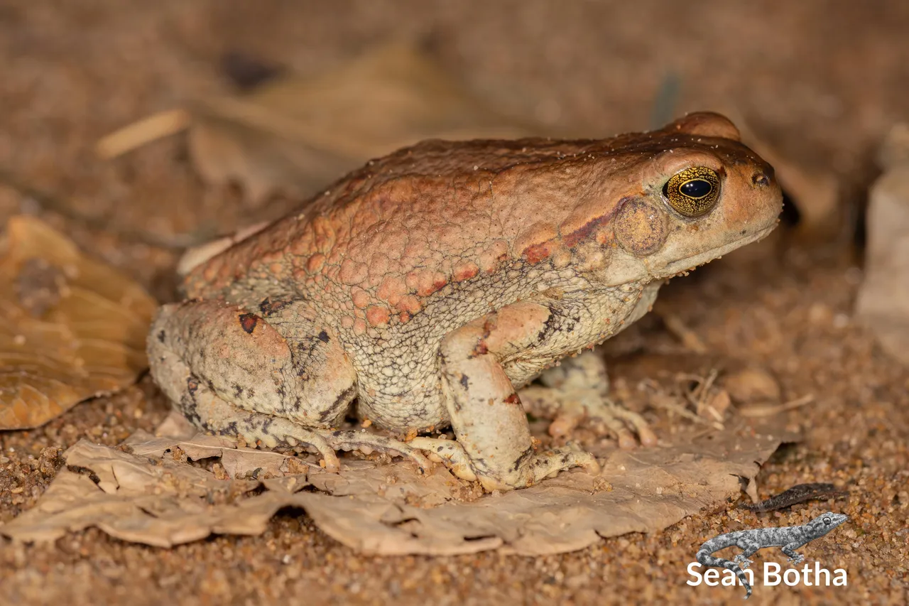 Schismaderma carens. From Forestiva Farm, Gauteng. Sean Botha.