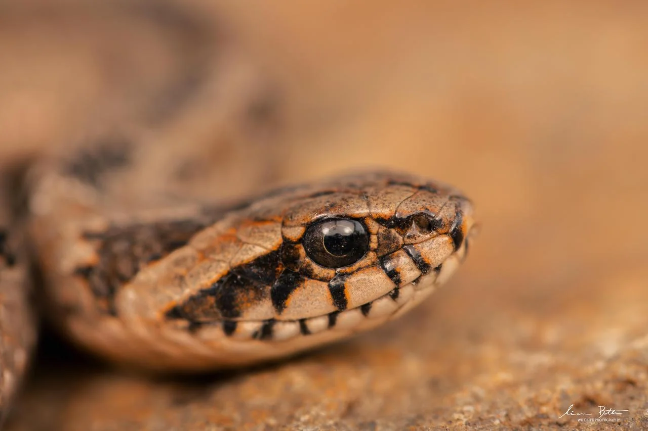 Rhombic Night Adder – Causus rhombeatus