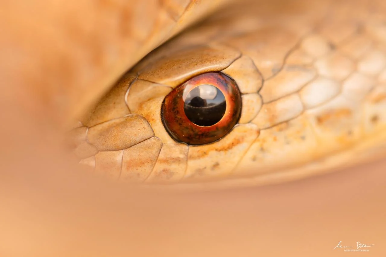 Psammophis brevirostris. From Rietfontein Nature Reserve, Gauteng. Liam Botha.