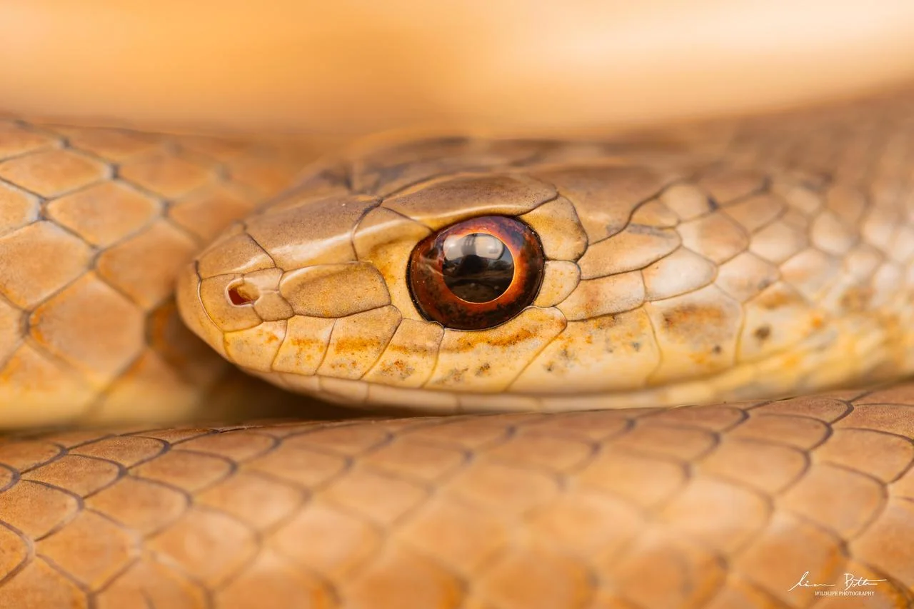 Psammophis brevirostris. From Rietfontein Nature Reserve, Gauteng. Liam Botha.