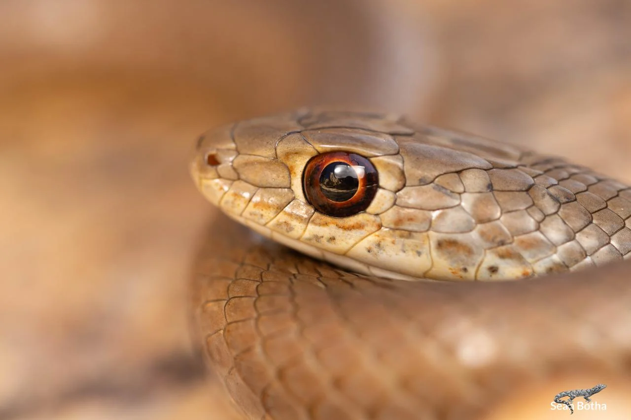 Psammophis brevirostris. From Rietfontein Nature Reserve, Gauteng. Sean Botha.