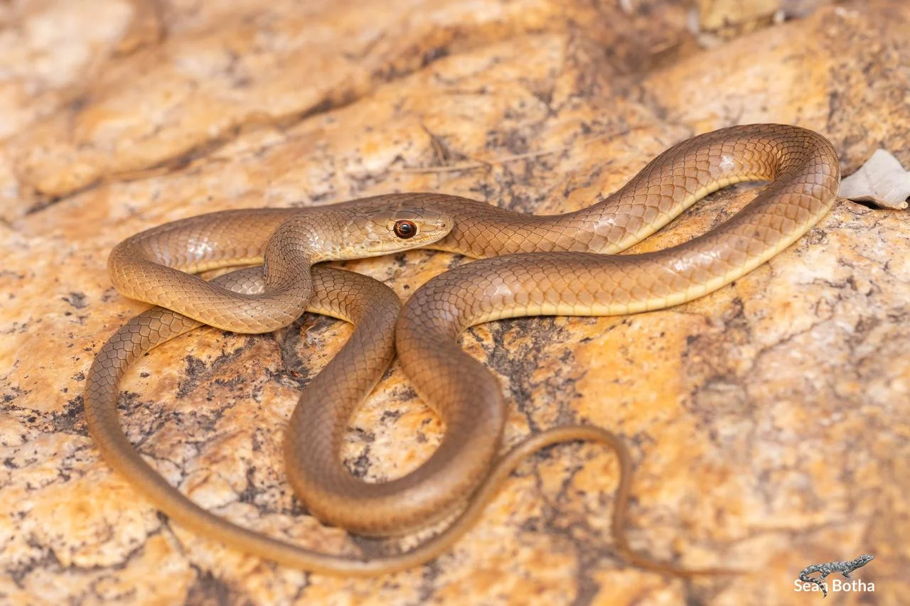 Psammophis brevirostris. From Rietfontein Nature Reserve, Gauteng. Sean Botha.