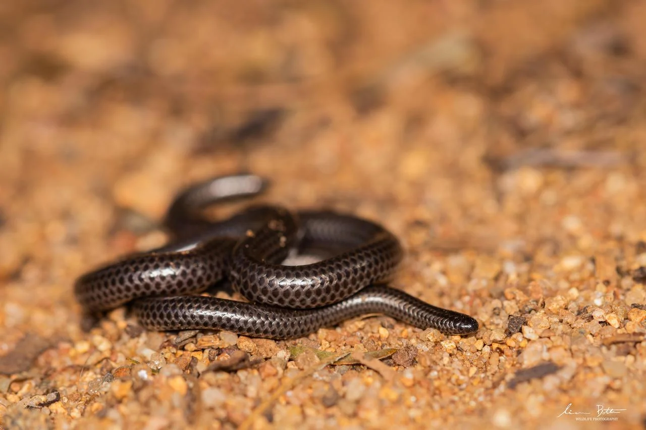 Leptotyphlops incognitus. From Blyde River Canyon, Mpumulanga. Liam Botha.