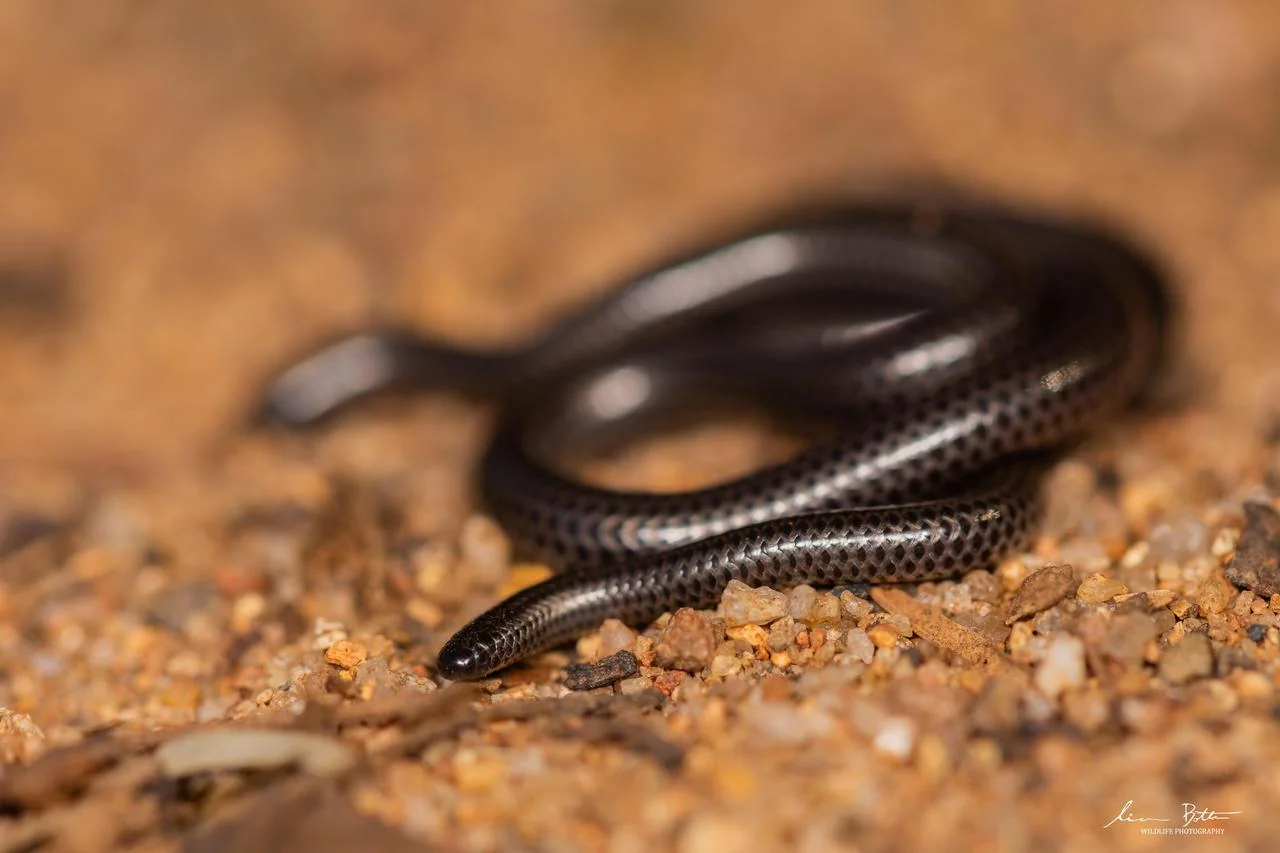 Leptotyphlops incognitus. From Blyde River Canyon, Mpumulanga. Liam Botha.