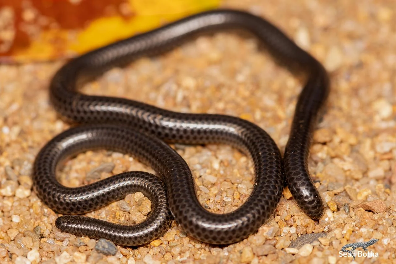 Leptotyphlops incognitus. From Blyde River Canyon, Mpumulanga. Sean Botha.