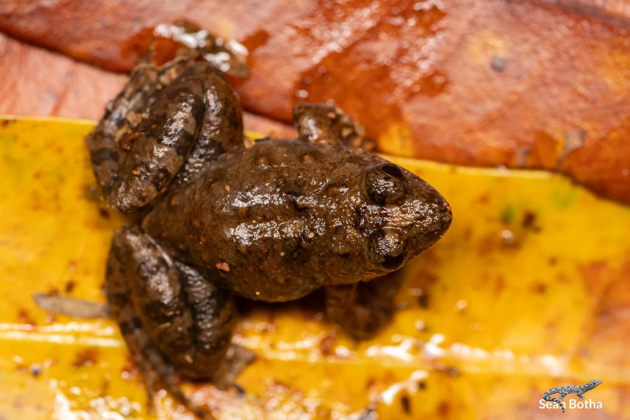Phrynobatrachus natalensis. From Blyde River Canyon, Mpumulanga. Sean Botha.