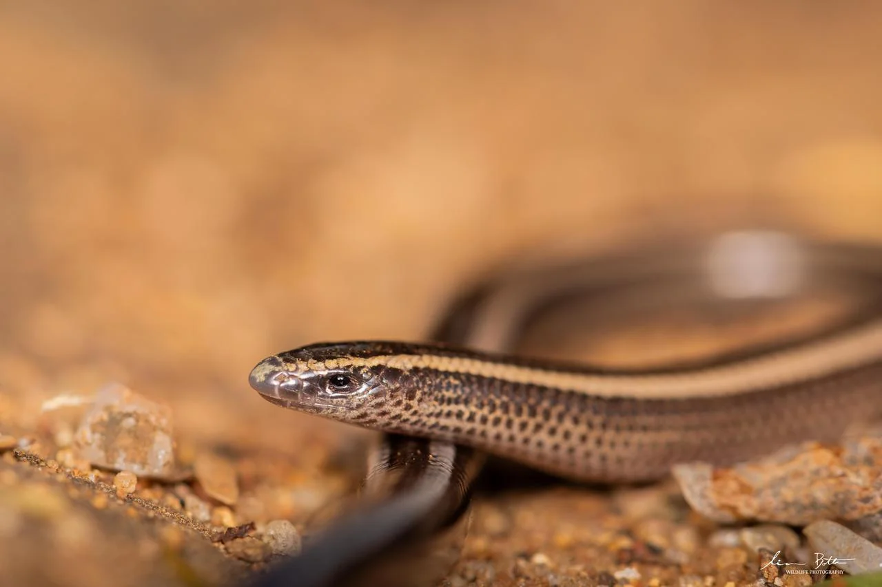 Scelotes bidigittatus. From Blyde River Canyon, Mpumulanga. Liam Botha.