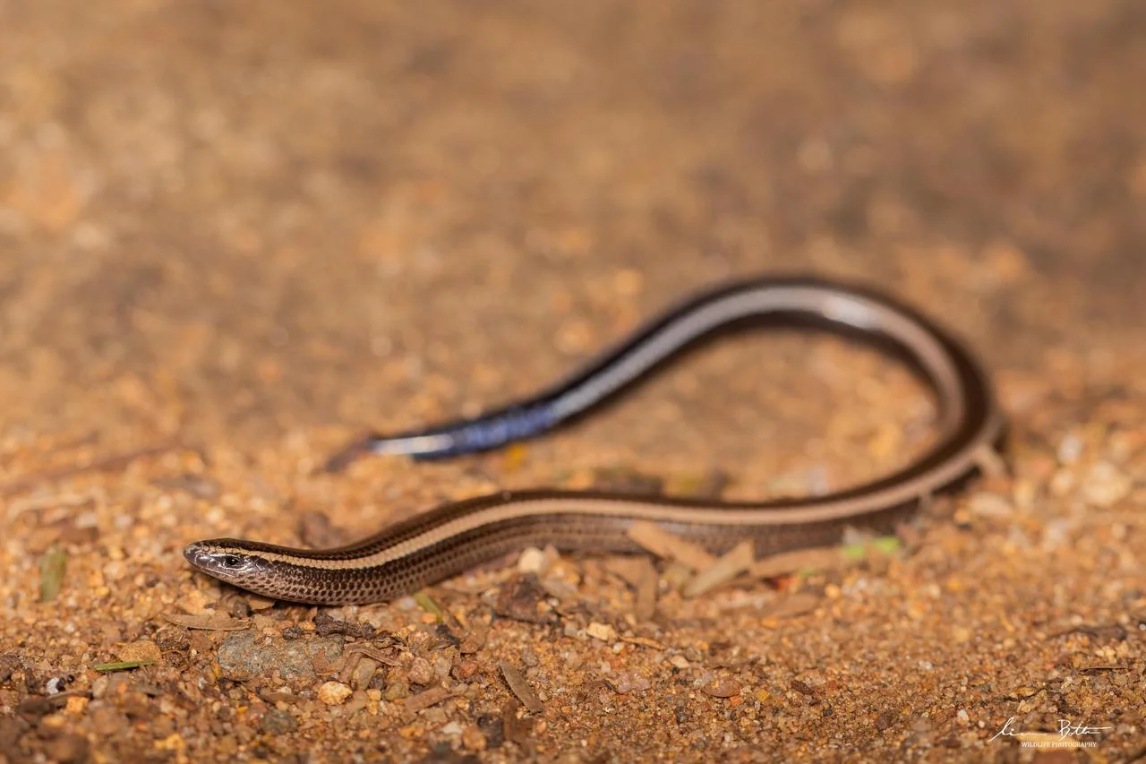 Scelotes bidigittatus. From Blyde River Canyon, Mpumulanga. Liam Botha.