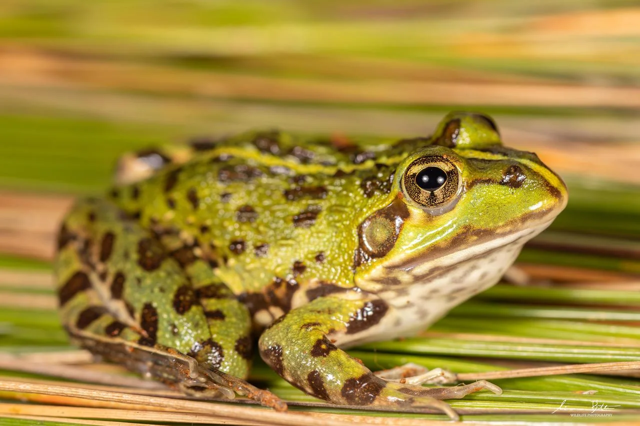 Poynton's River Frog. From near Dullstroom, Mpumalanga. Liam Botha.