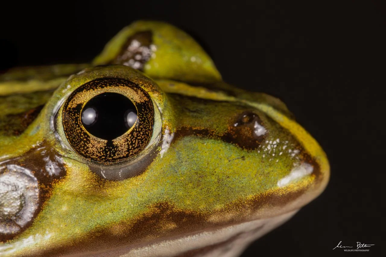 Amietia poyntoni – Poynton's River Frog