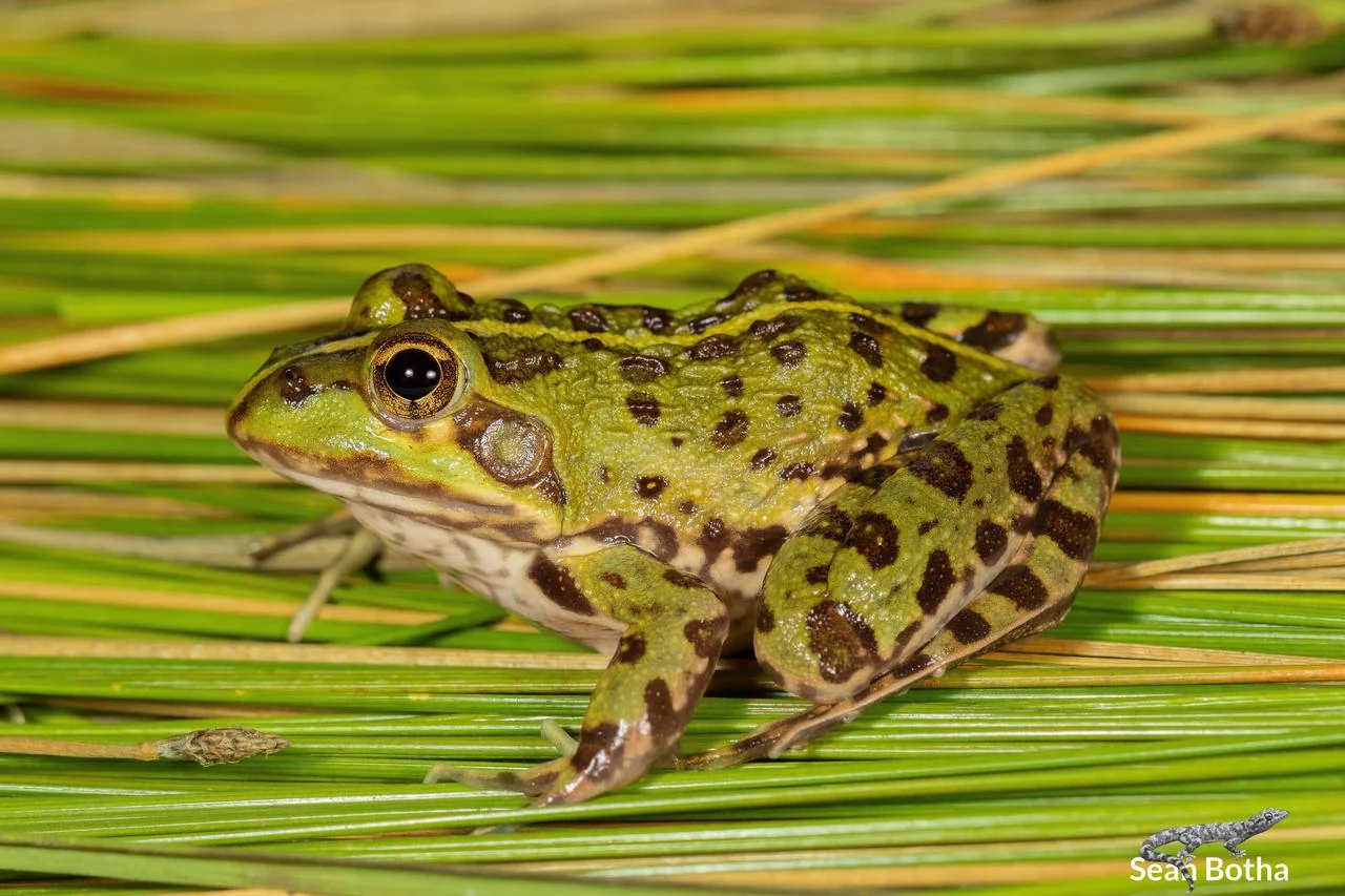 Poynton's River Frog. From near Dullstroom, Mpumalanga. Sean Botha.