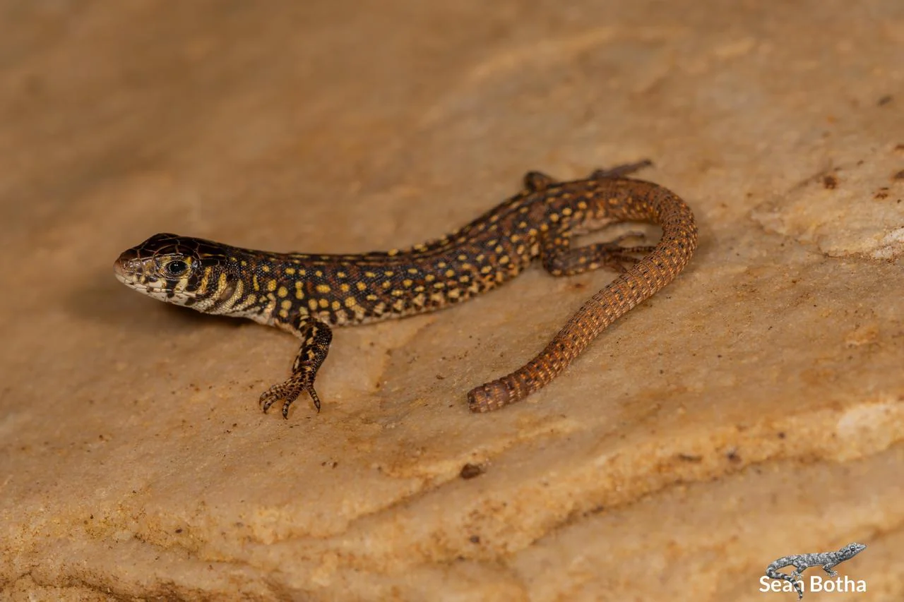 Nucras lalandii. From near Dullstroom, Mpumalanga. Sean Botha.
